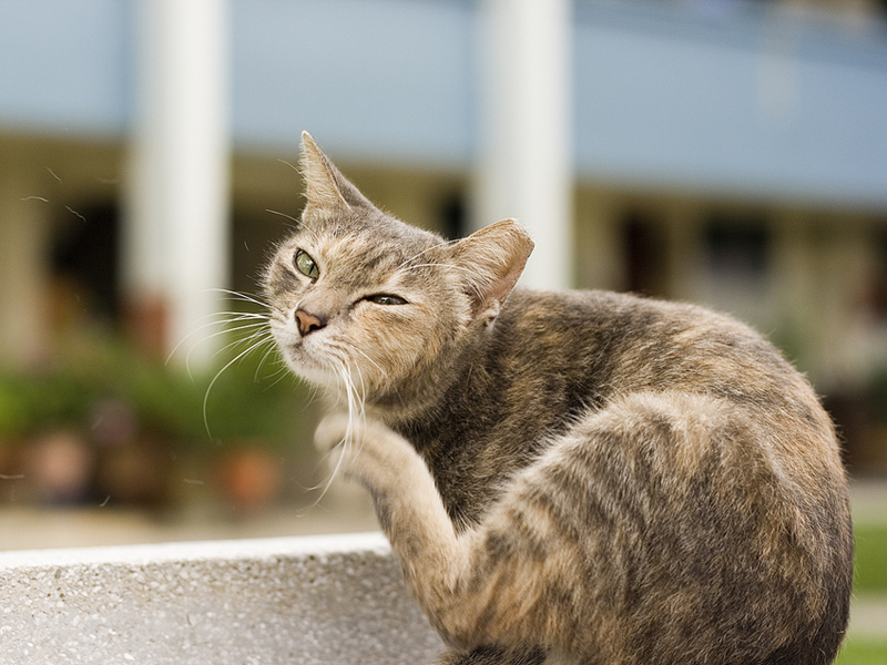 Caring for your Cat's Ears