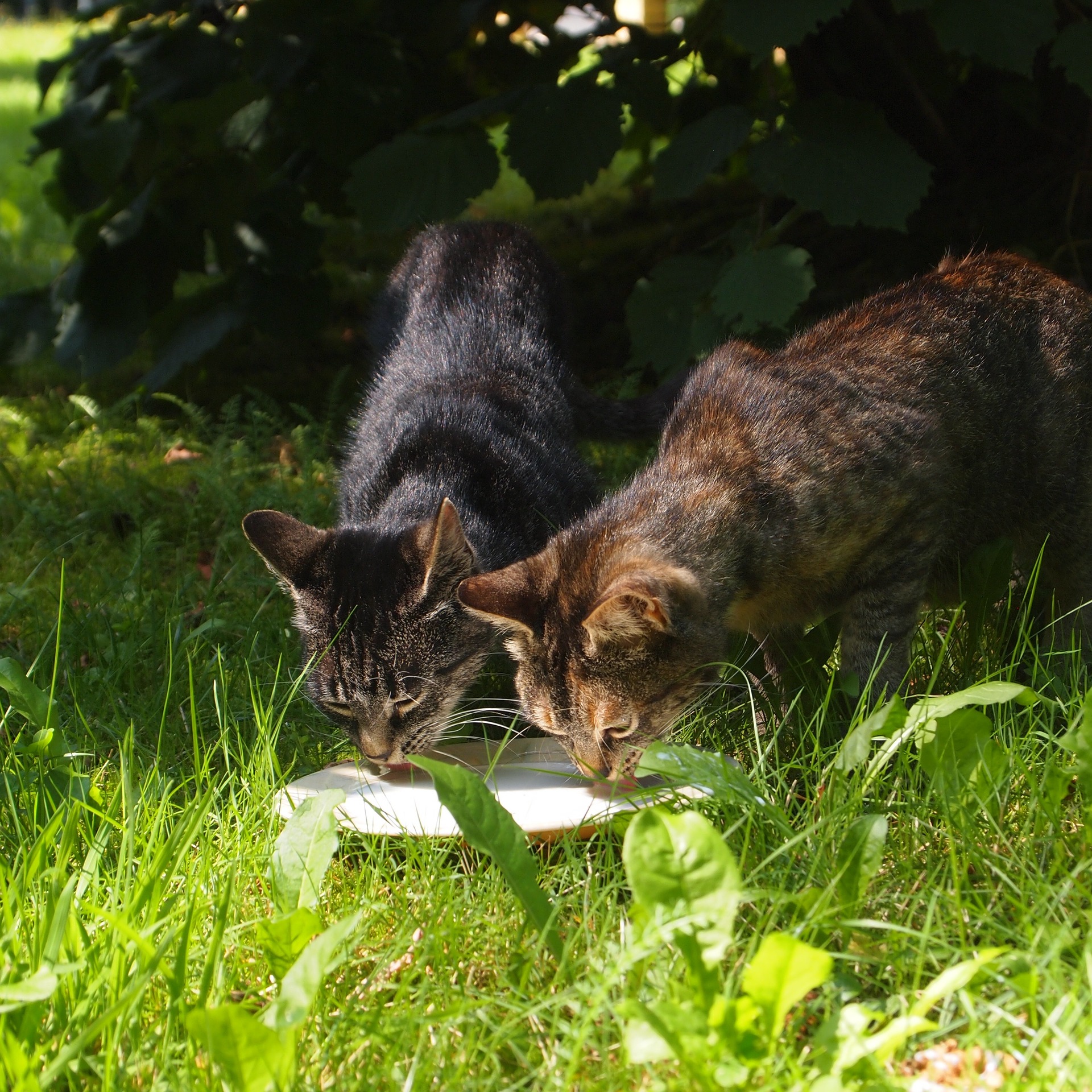 What Not to Feed Your Cat