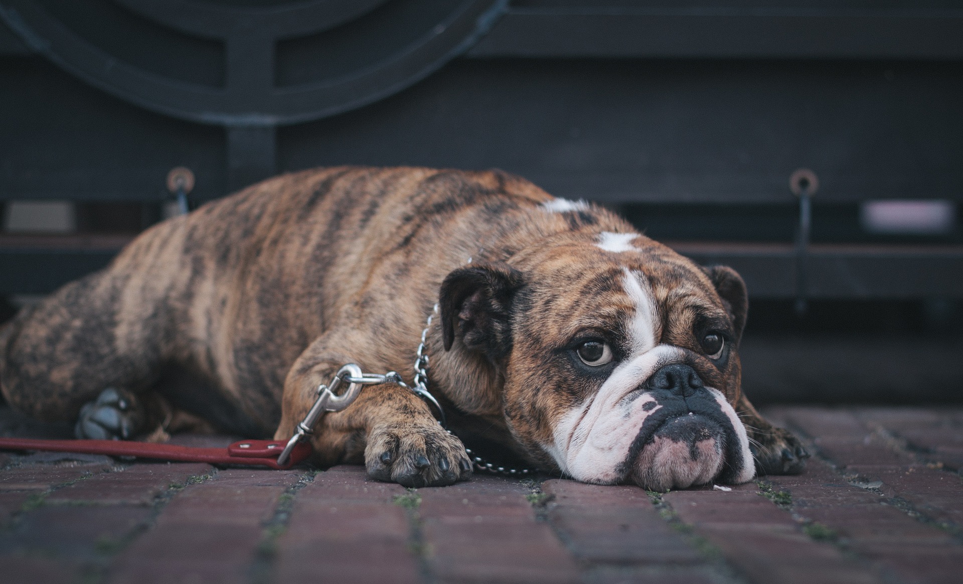 Bloat: All Dog Owners Should Be Able to Spot this Deadly Problem