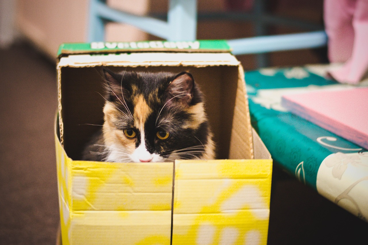 Cats & Boxes – The Endless Obsession