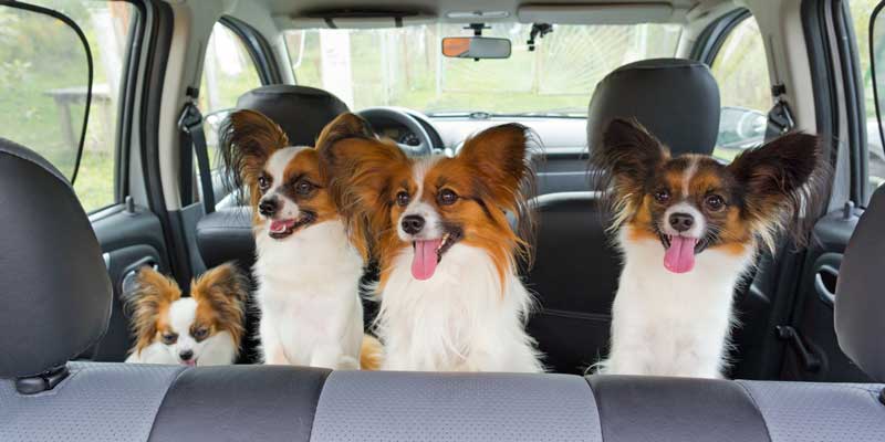 Seattle Pet Transportation Services | Sarah's Pet Care ...