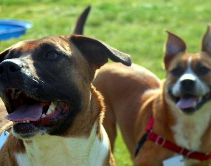 Is Your Dog Getting Enough Exercise?