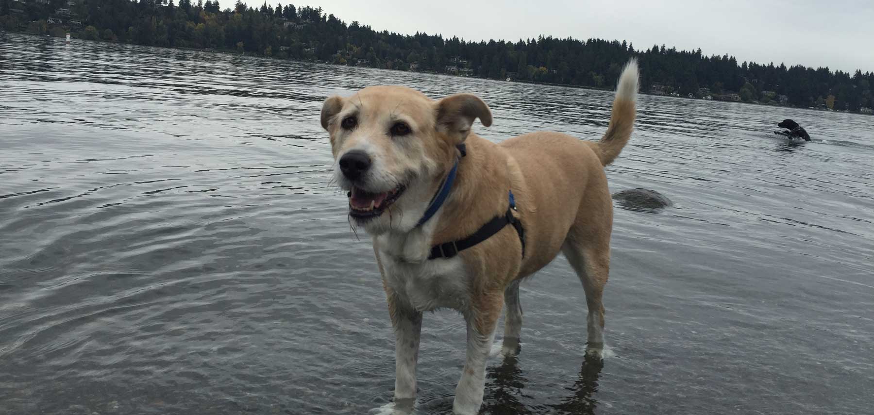 dog-in-lake
