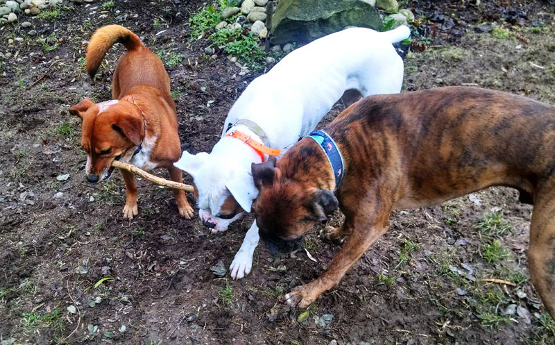 dogs at off leash dog park