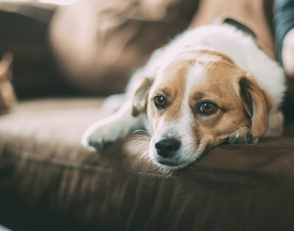 How to Keep Your Dog Off The Couch