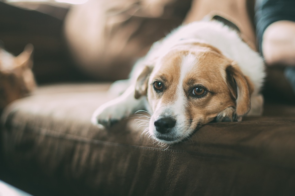 How to Keep Your Dog Off The Couch | Sarah's Pet Care