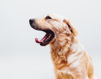 Top 5 Ways to Keep Your Pet Entertained During the Workday