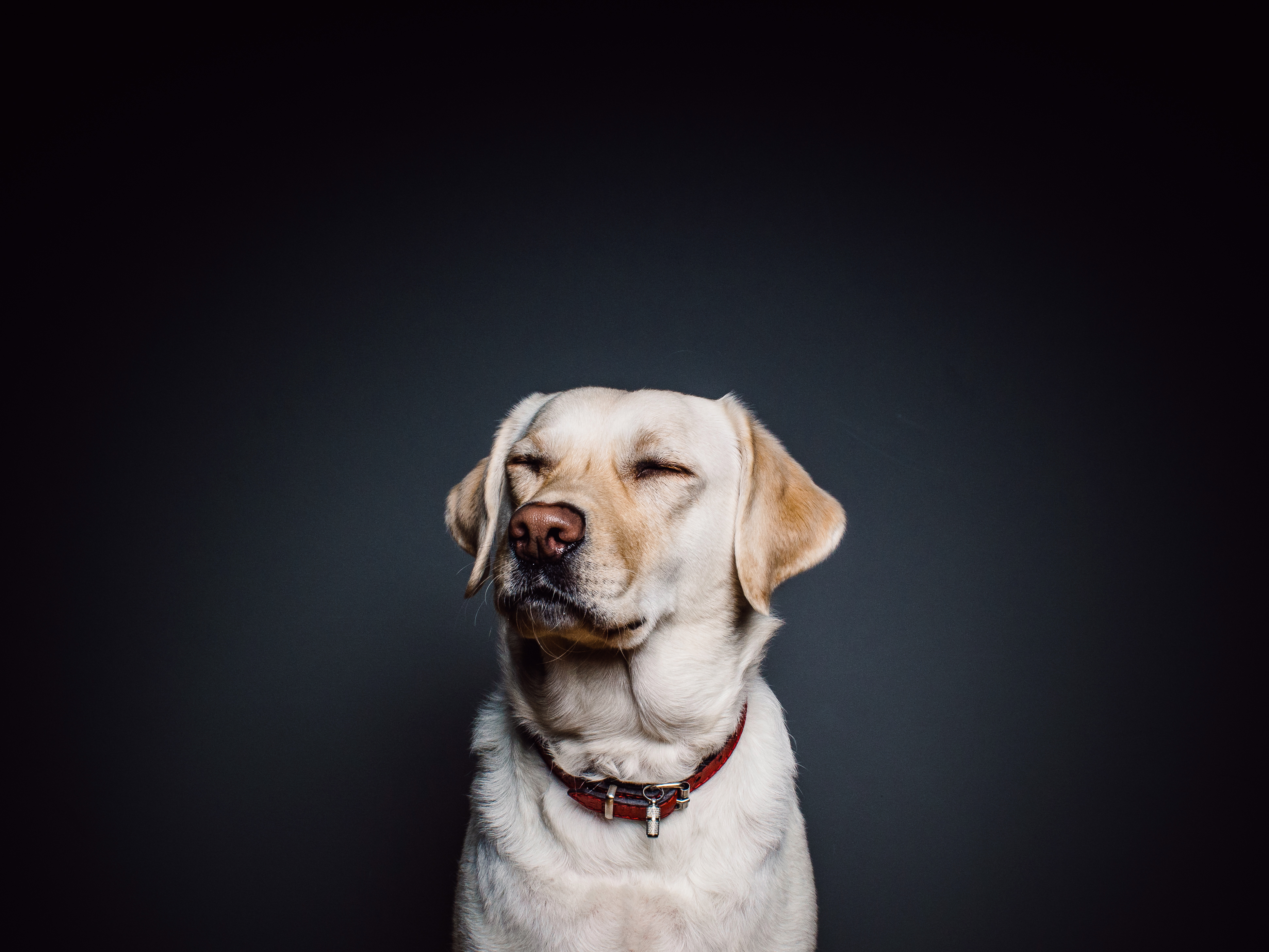 How to Keep Your Blind or Deaf Pet Safe and Happy