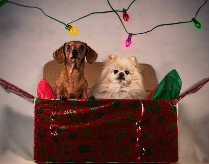 A Guide to Holiday Safety for Pets