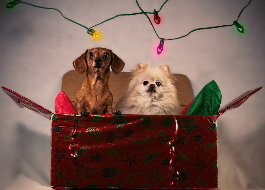 A Guide to Holiday Safety for Pets