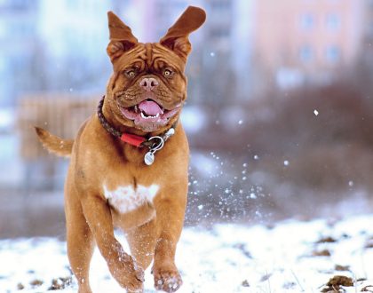 7 Fall and Winter Exercise Tips for Your Pets