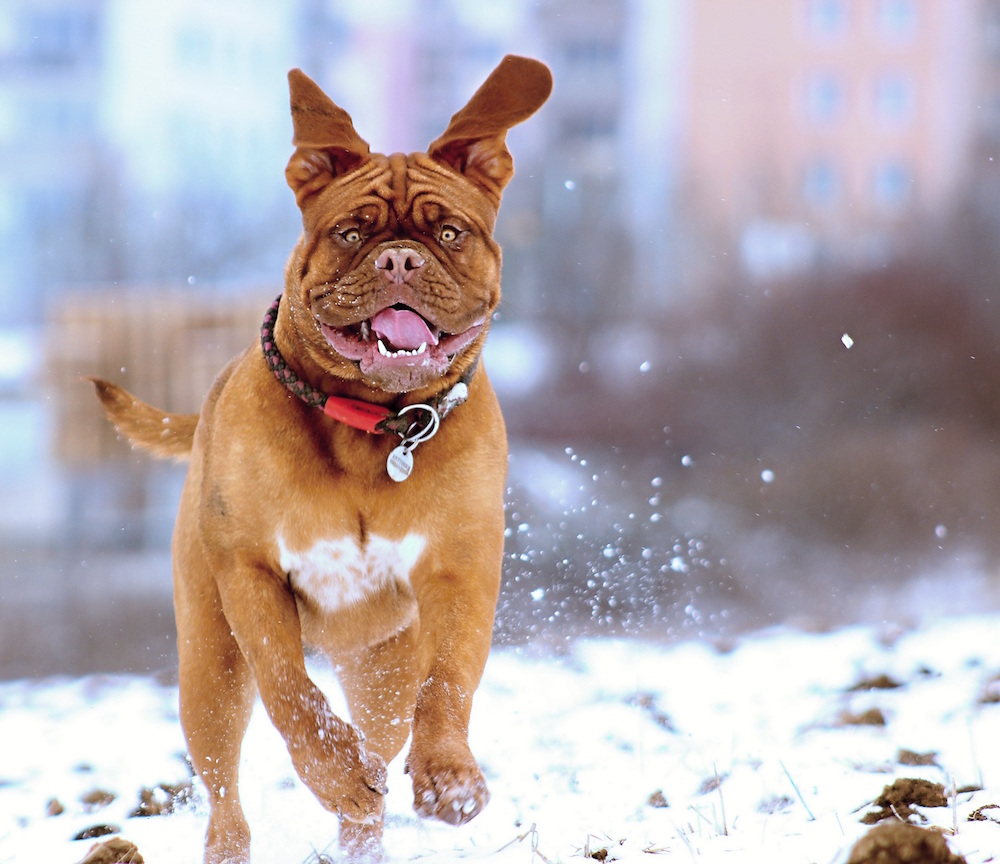 7 Fall and Winter Exercise Tips for Your Pets