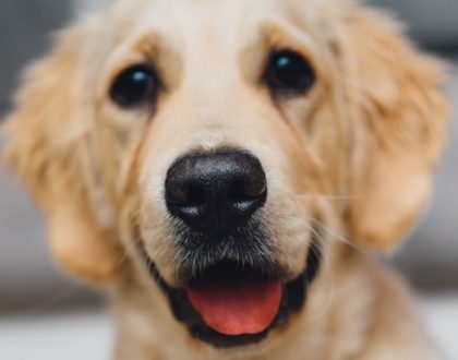 It's Allergy Season! How Are Pets Affected?