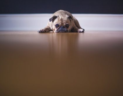 How to Keep Pets Cool in a Home Without Air Conditioning
