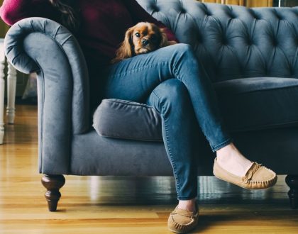 How to Coexist When Living in an Apartment with Pets