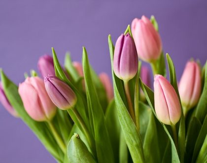 Know What Plants to Keep Away from Your Pets
