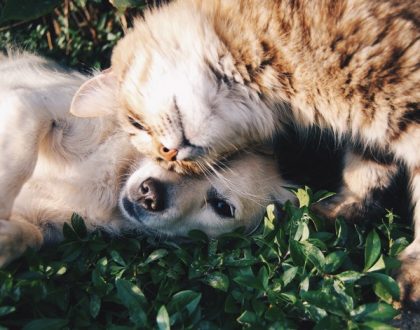 7 Western Washington Animal Welfare Nonprofits to Know