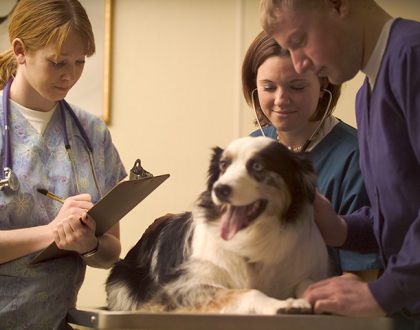 How to Make Vet Visits Easier on Your Pet