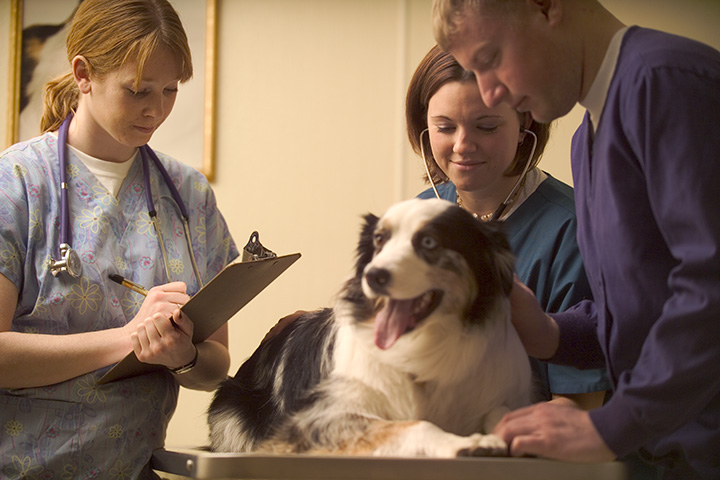 How to Make Vet Visits Easier on Your Pet