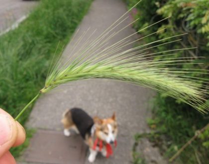 How to Protect Your Dog During Foxtail Season