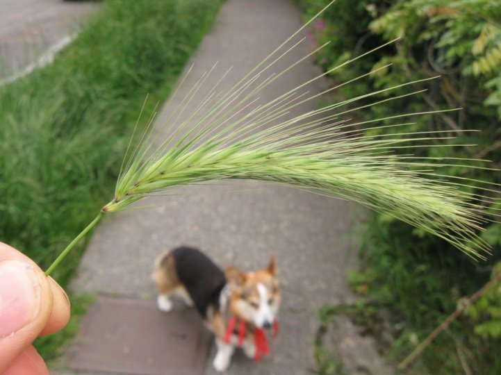 How to Protect Your Dog During Foxtail Season