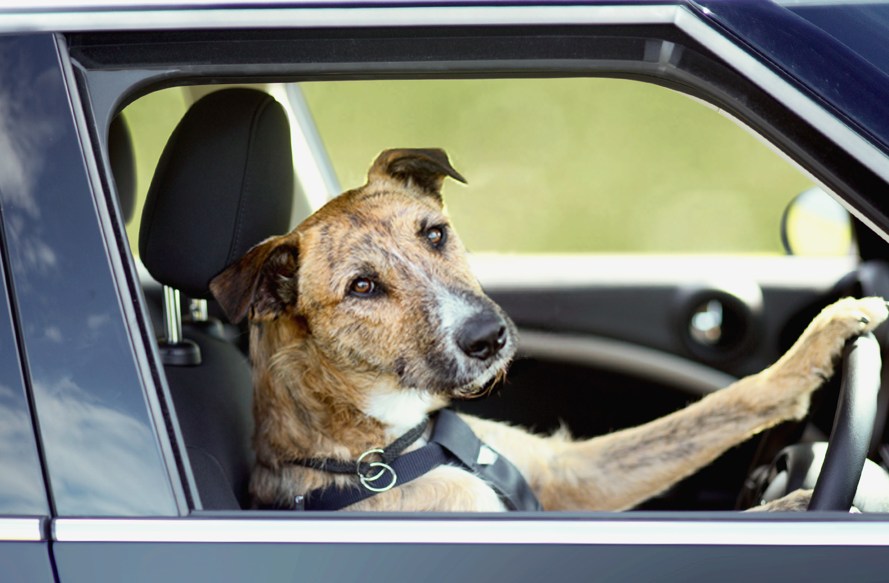 Take me for a ride! How to Keep Your Dog (and YOU) Safe in the Car ...